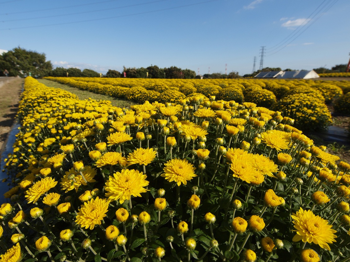 あかぼり小菊の里（伊勢崎市）