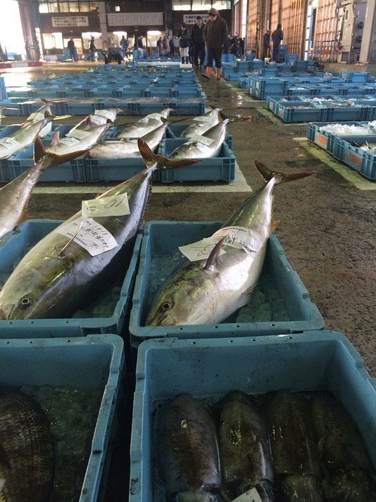 魚市場に並ぶ魚やイカやエビ・カニ・サザエ・アワビ！