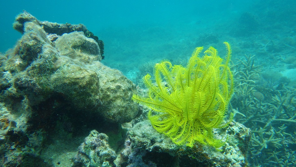 シュノーケルツアー生物？