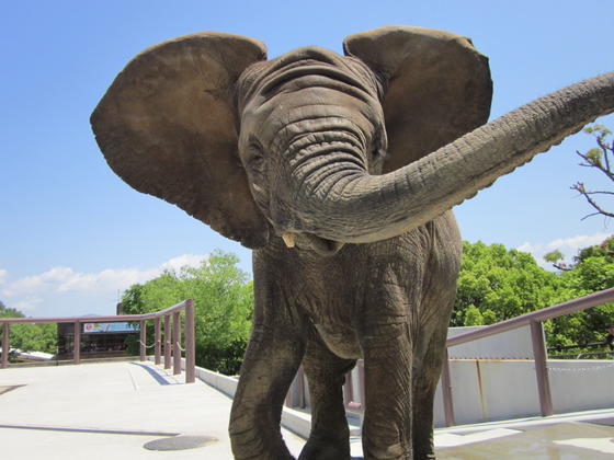 【とべ動物園】