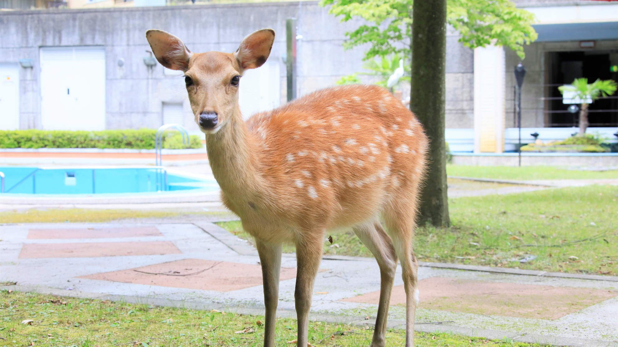 ふらりとこんなお客様も・・・