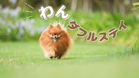 yHt~_tXeCzƔ܂^D̘aHVŐSق闷Ĥ݁