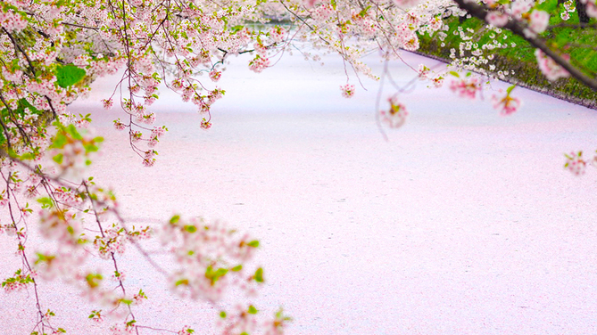 桜の絨毯（じゅうたん）