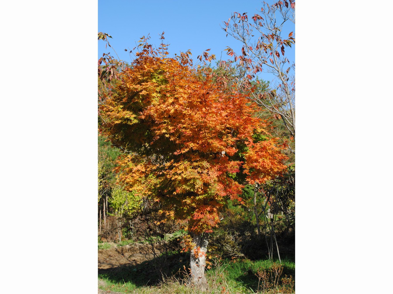 桃の湯の紅葉の見頃は１１月頃となっております。