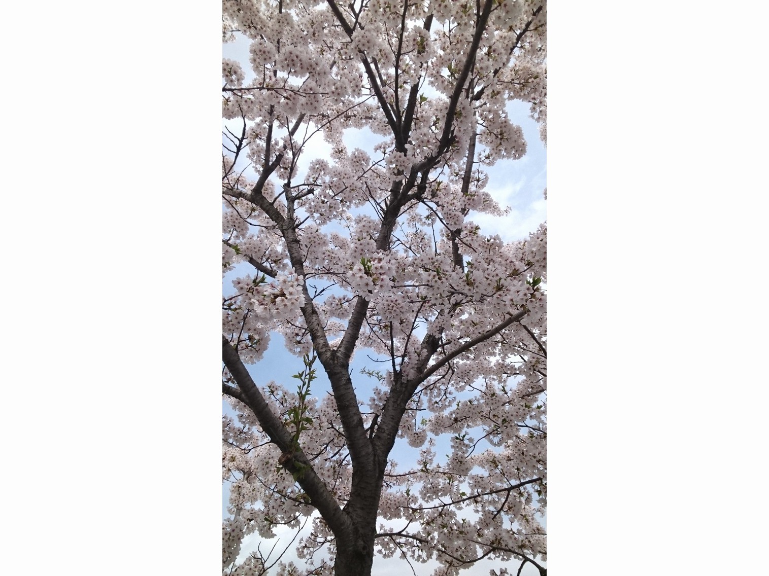 ４月桜