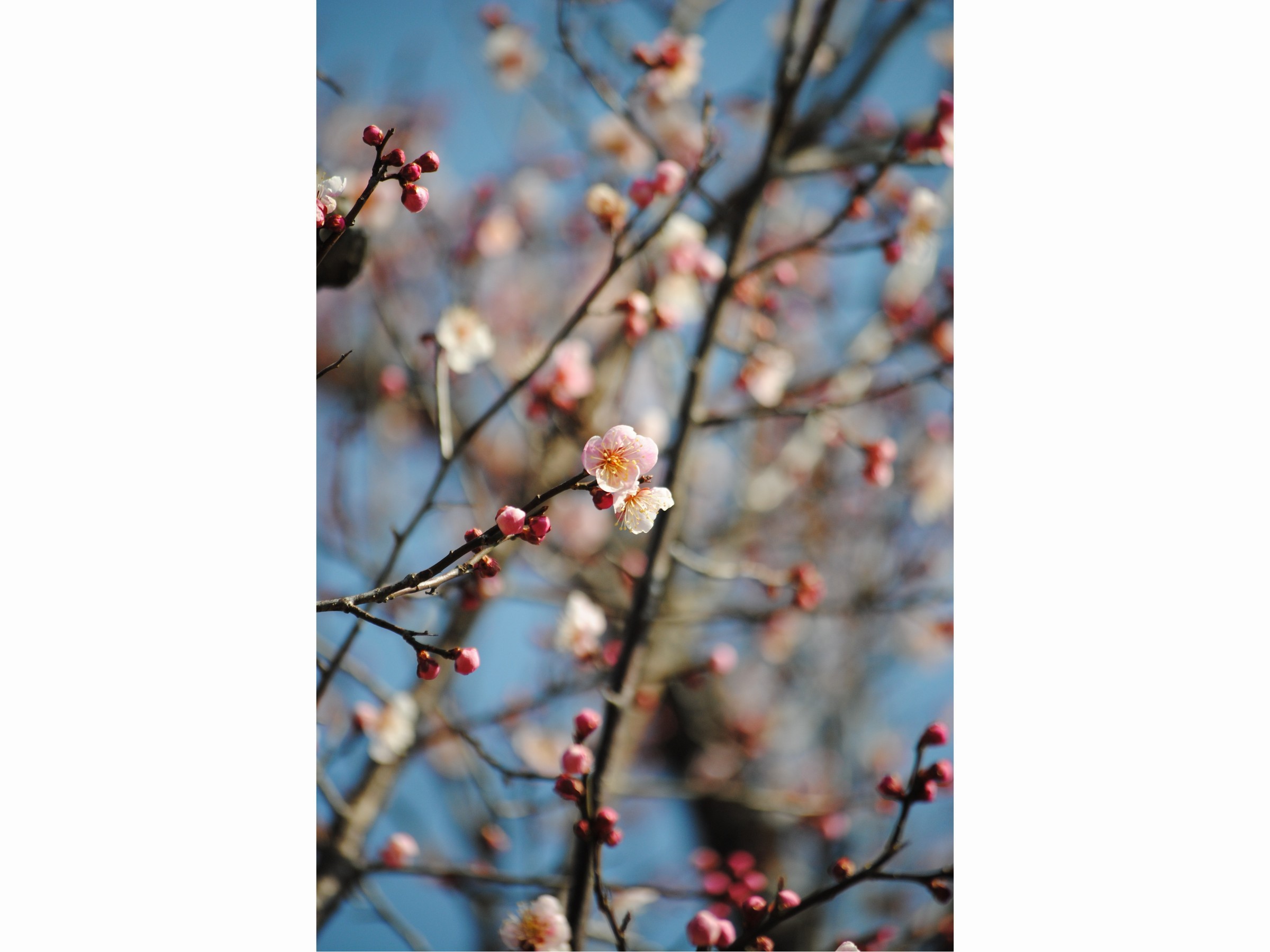 敷地内には、沢山の季節の花々が咲いており、季節ごとに変わる風景もお楽しみいただけます。