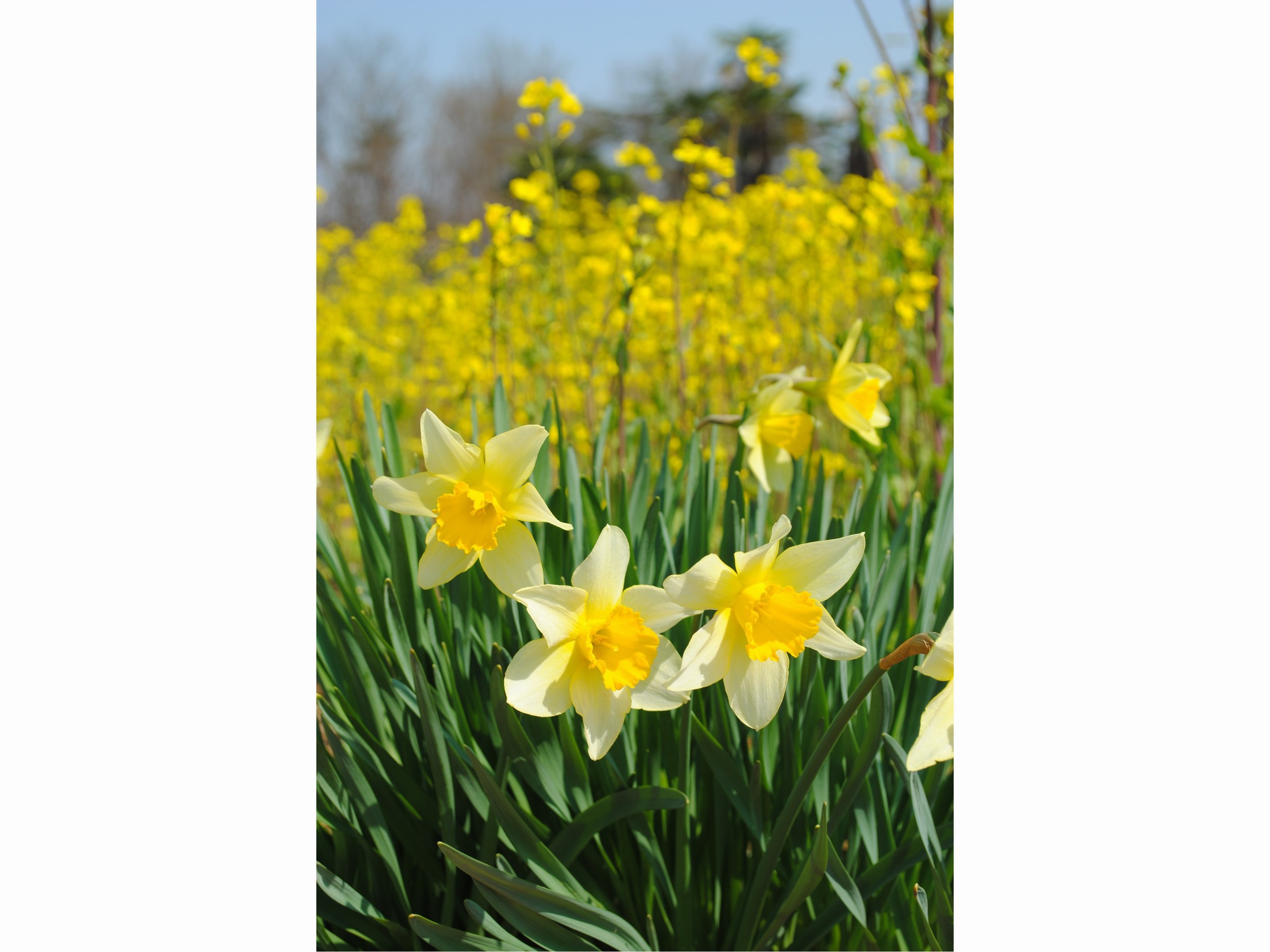 ４月水仙と菜の花