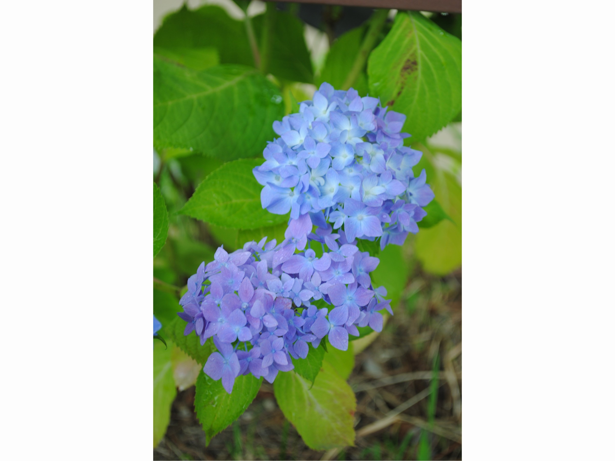 ６月紫陽花