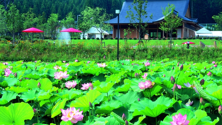 南越前町の花はす公園では7〜8月になると世界の花はす約130種が咲き誇ります。