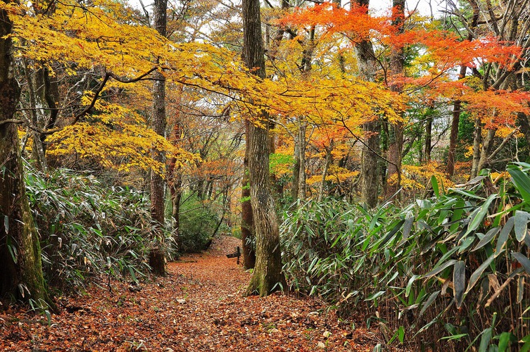 箱根宮ノ下の紅葉