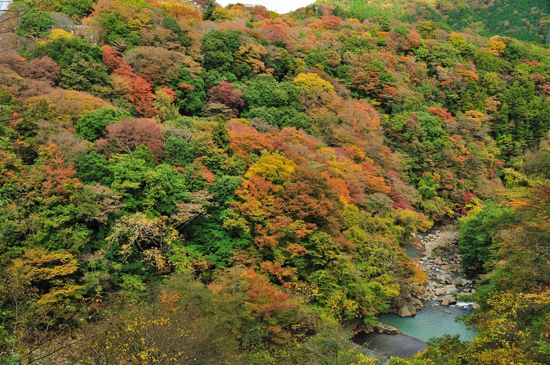 箱根宮ノ下の紅葉