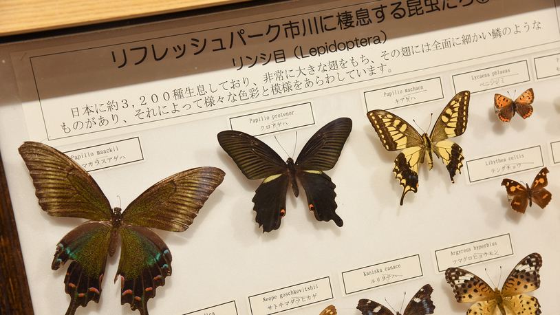 *【かぶと・くわがたわくわく館】多数の昆虫標本を展示