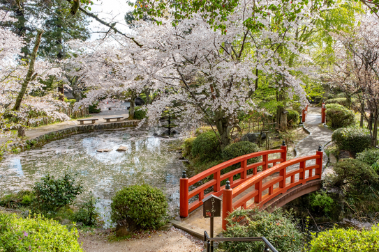 打吹公園桜