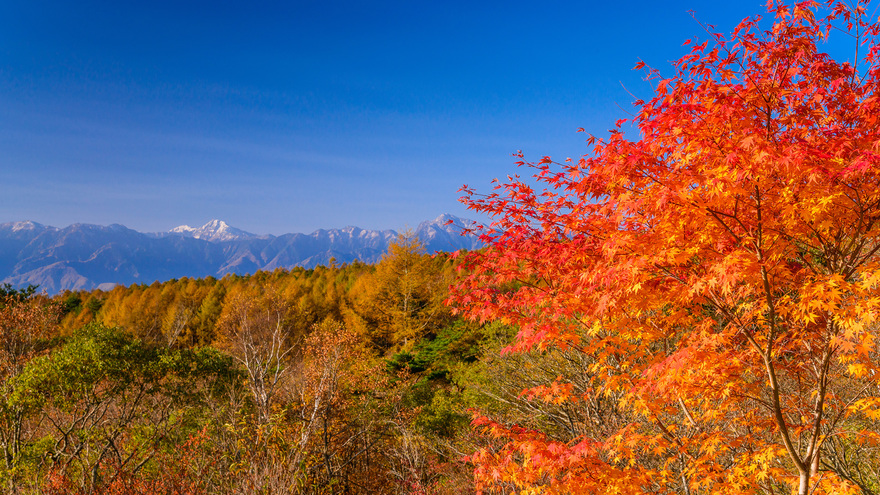 **【清里・美し森から眺める南アルプス】山岳風景と燃える紅葉を贅沢に楽しめる絶景スポット。