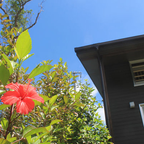 *お庭/宿を囲むハイビスカスは夏満開に咲き誇ります