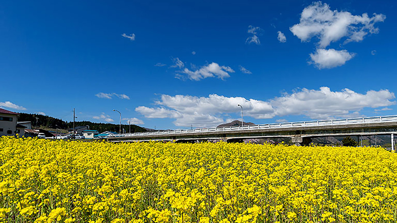 おおさき鳴子温泉菜の花フェスティバル（江合川・川渡大橋の河川敷） 宿から車で約10分