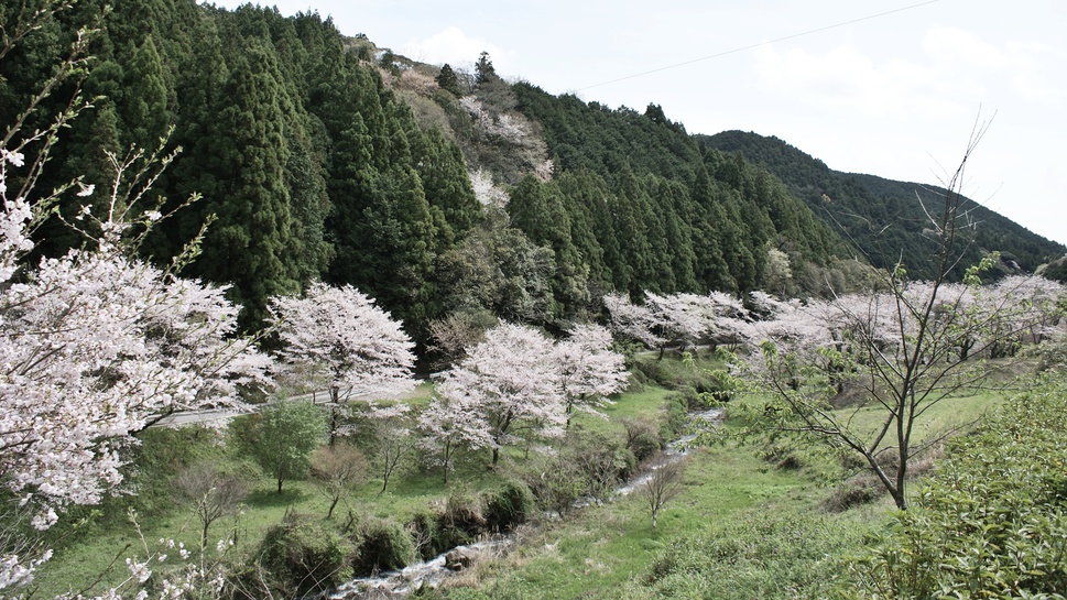 *周辺にも桜スポットがいっぱい！