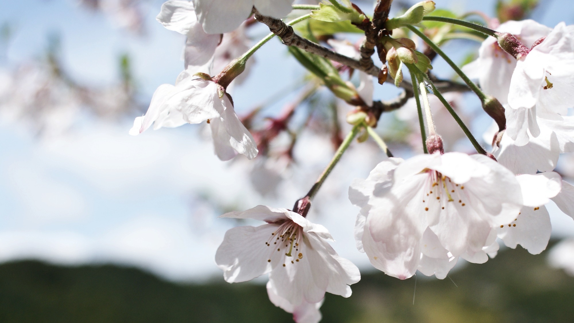 *春は沢山の桜がご覧いただけます。