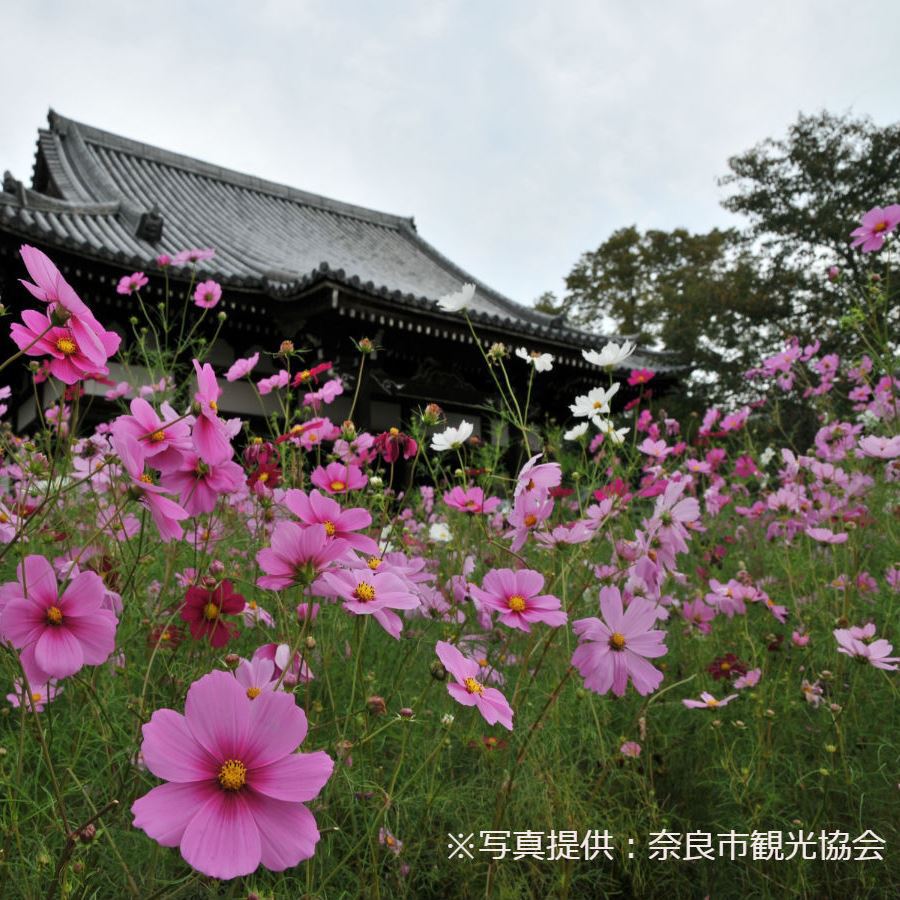 【般若寺】境内には35種類15万本ものコスモスが咲き誇る。（9月中旬〜11月中旬が見ごろ）