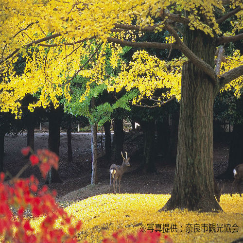 【奈良公園】モミジやイチョウなど多種類の紅葉を楽しむことができる。（11月上旬〜12月上旬が見ごろ）