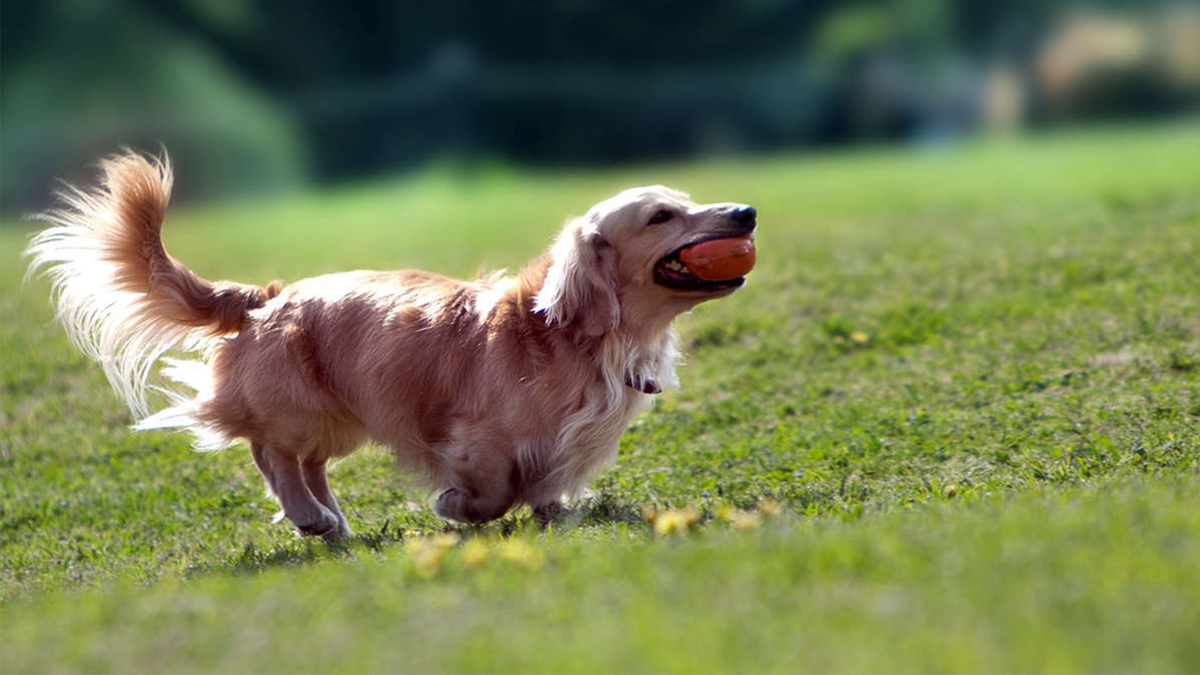 【朝食付】愛犬OK!! プレミアテラスにご宿泊　全室天然温泉給湯！＜延羽の湯入浴券付＞