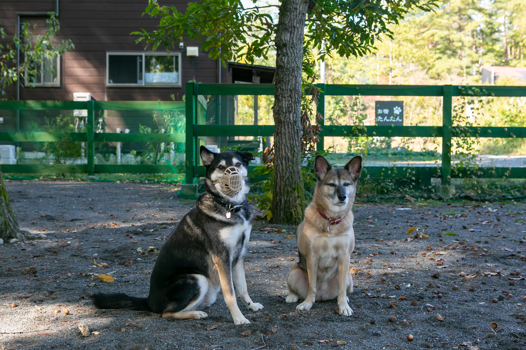 Azumino Onsen Dog Run Oyado Tantan Interior 2