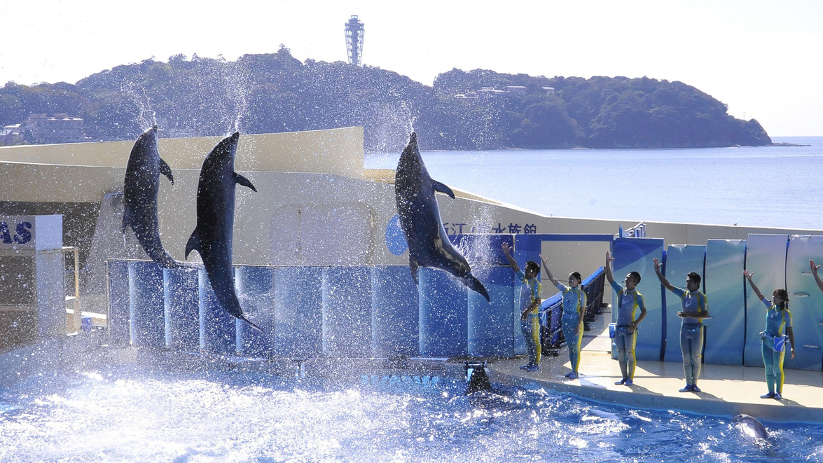 【観光】新江ノ島水族館