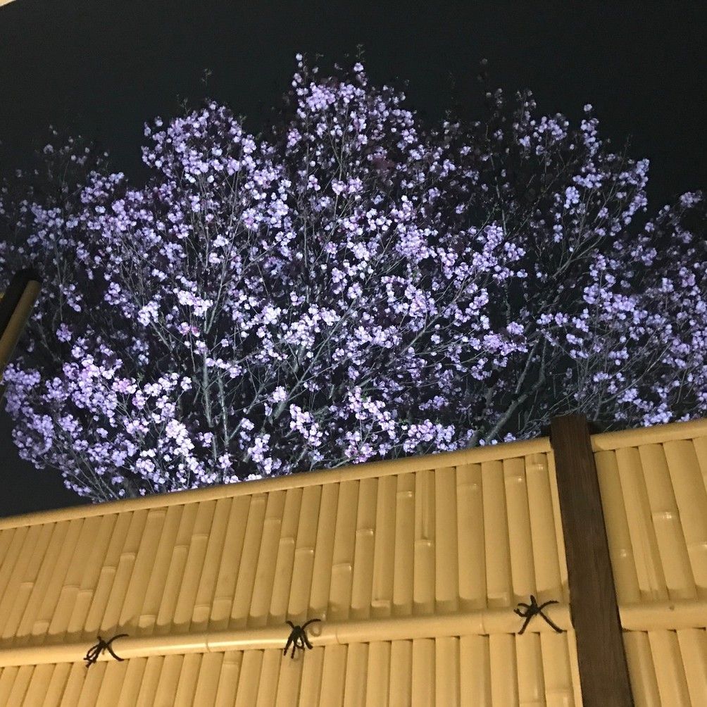 夜桜3月下旬〜4月上旬ご覧いたたけます