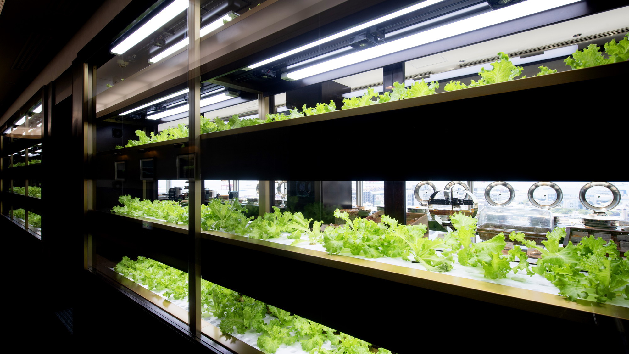 一画には水耕栽培の設備を設置し、採れたての野菜をご提供いたします