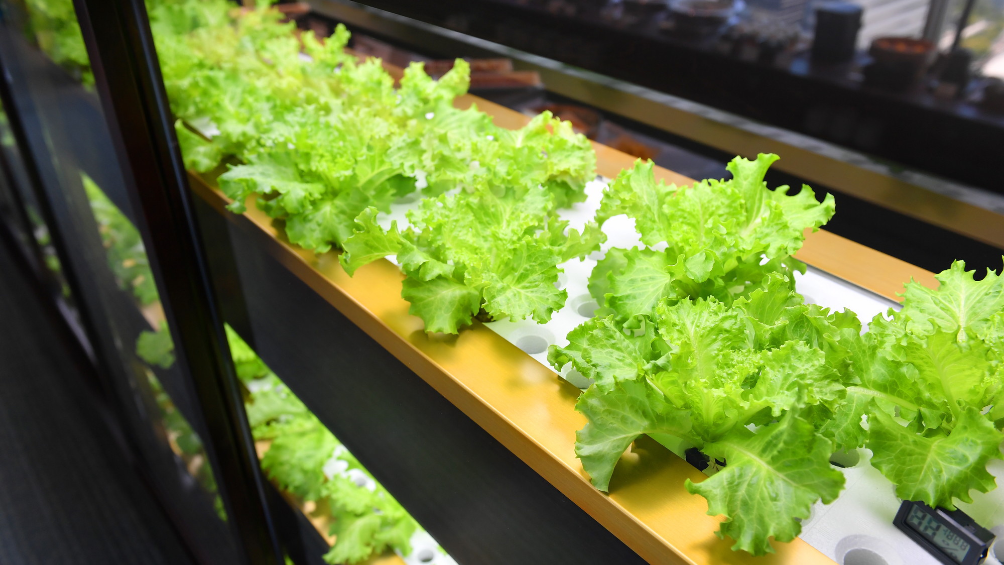 一画には水耕栽培の設備を設置し、採れたての野菜をご提供いたします