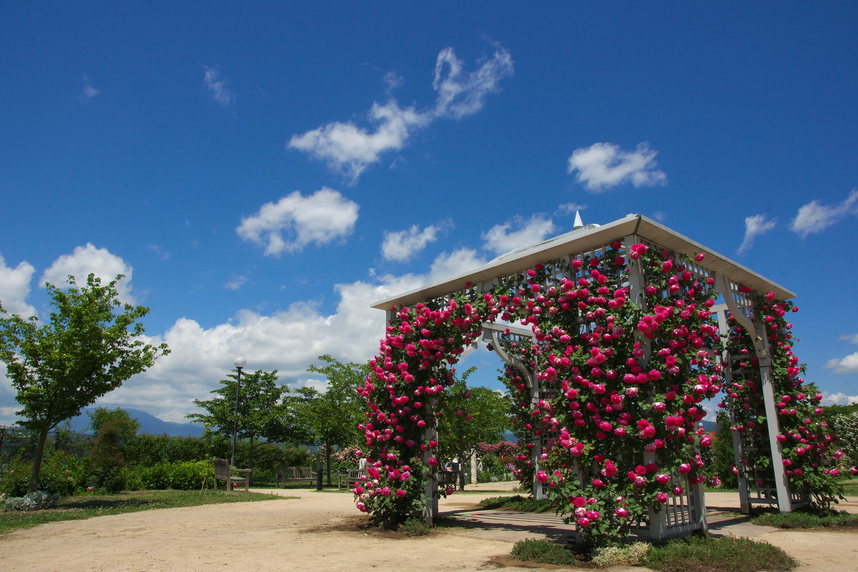 一本木公園信州なかのバラまつり