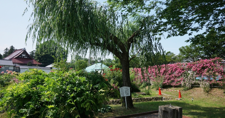 中山晋平記念館銀座の柳