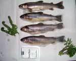 魚