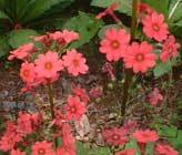 花01