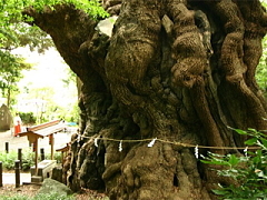 周辺観光来宮神社