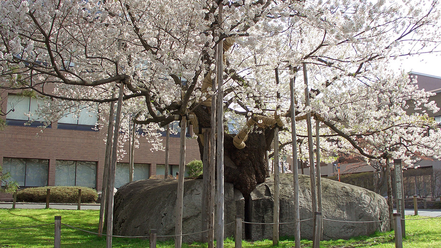 国の特別天然記念物石割桜