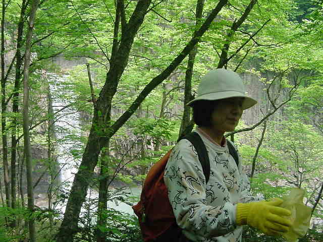 新緑の苗名滝