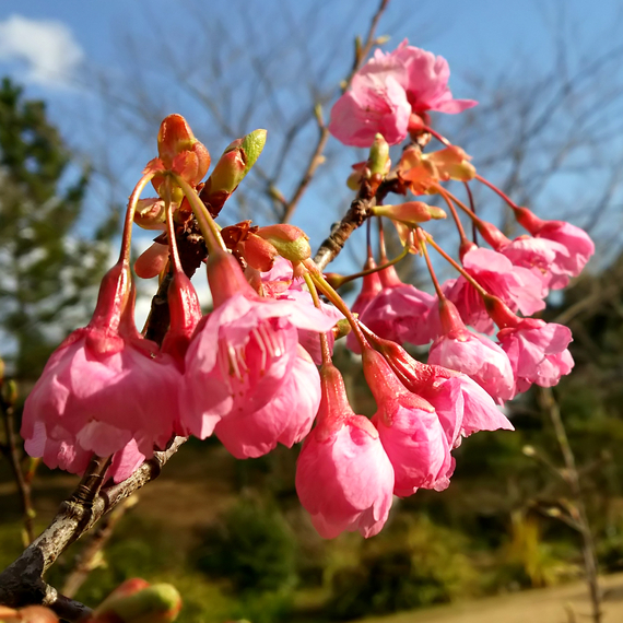 寒緋桜(2月中旬頃〜3月上旬)