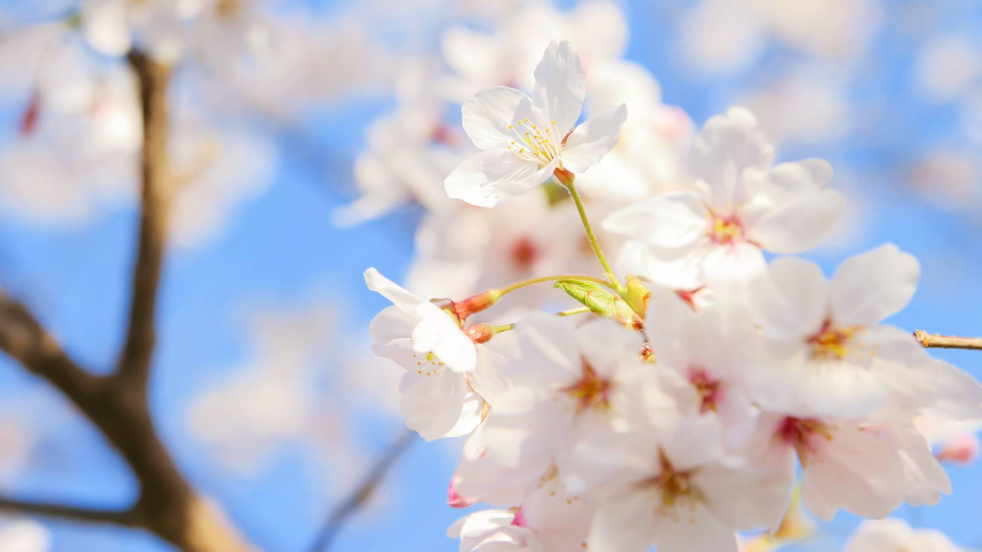 ・【昭和の森】お花見広場（車で約5分）