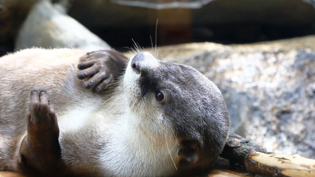 【仙台うみの杜水族館】ツメナシコツメカワウソ