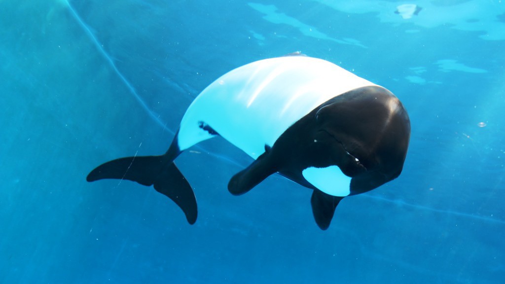 【仙台うみの杜水族館】イロワケイルカ