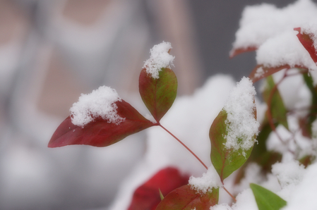冬（赤芽と雪）