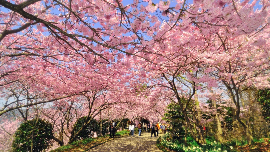 *【周辺観光】八百萬神之御殿（車で約37分）：ソメイヨシノ約８０００本の桜が咲きほこる姿は圧巻！