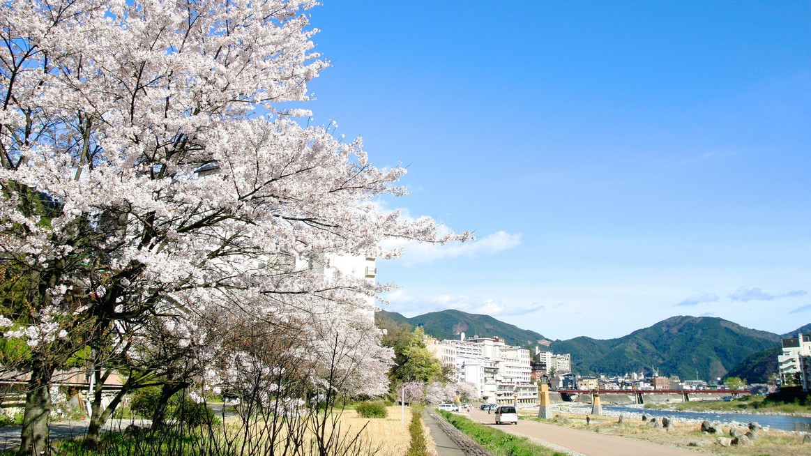 下呂温泉街河川敷の桜