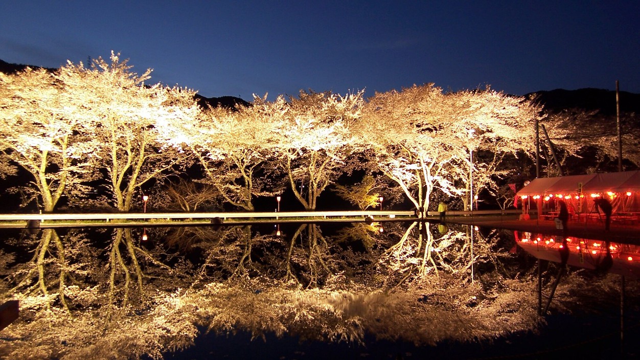 八坂湖畔桜