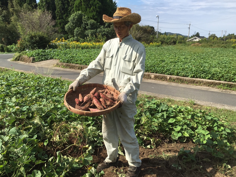 さつまいもの収穫体験（お持ち帰り付1000円）