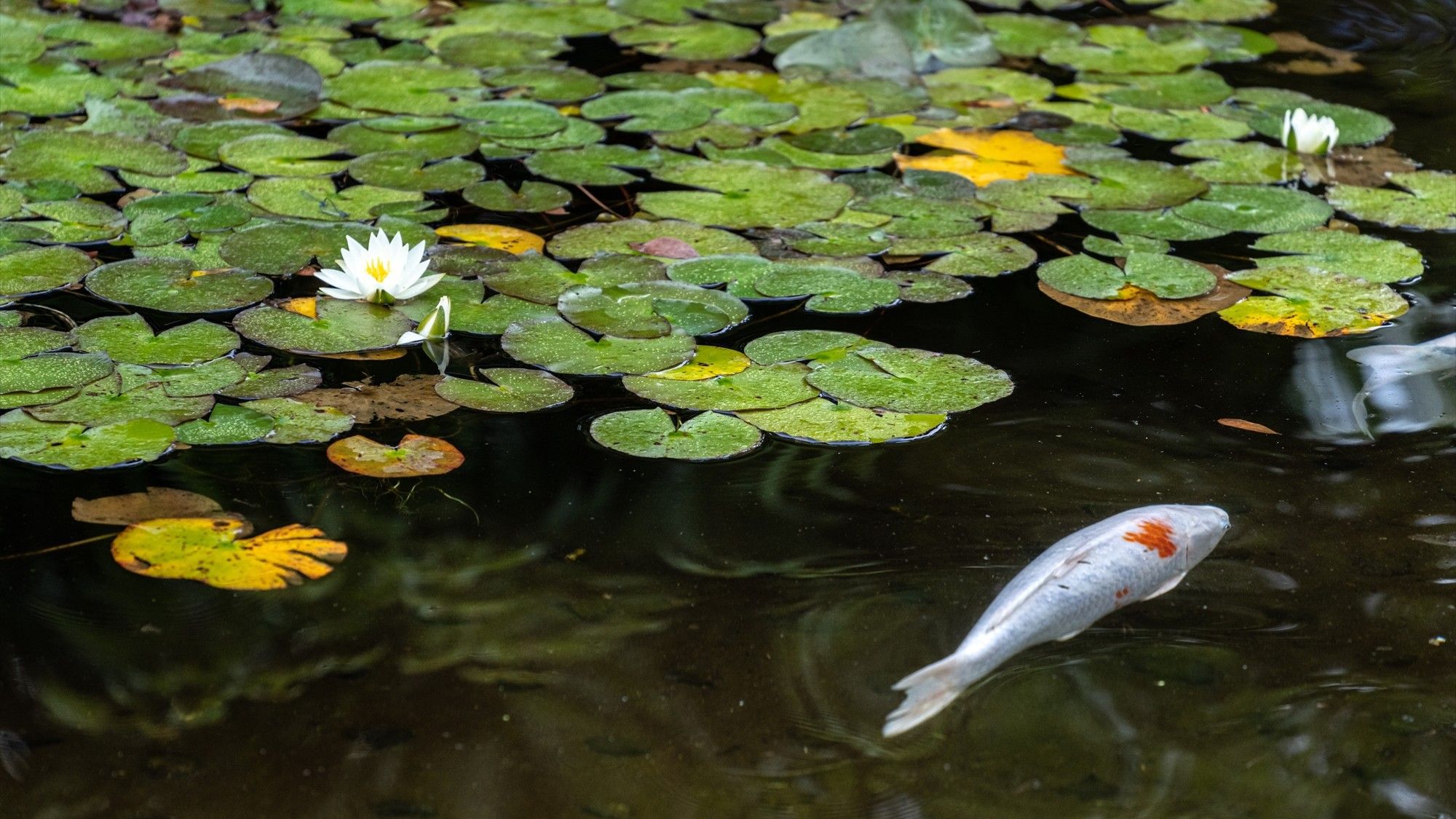 【中庭】絵画のような睡蓮が咲く池の中には鯉が悠然と泳いでいます