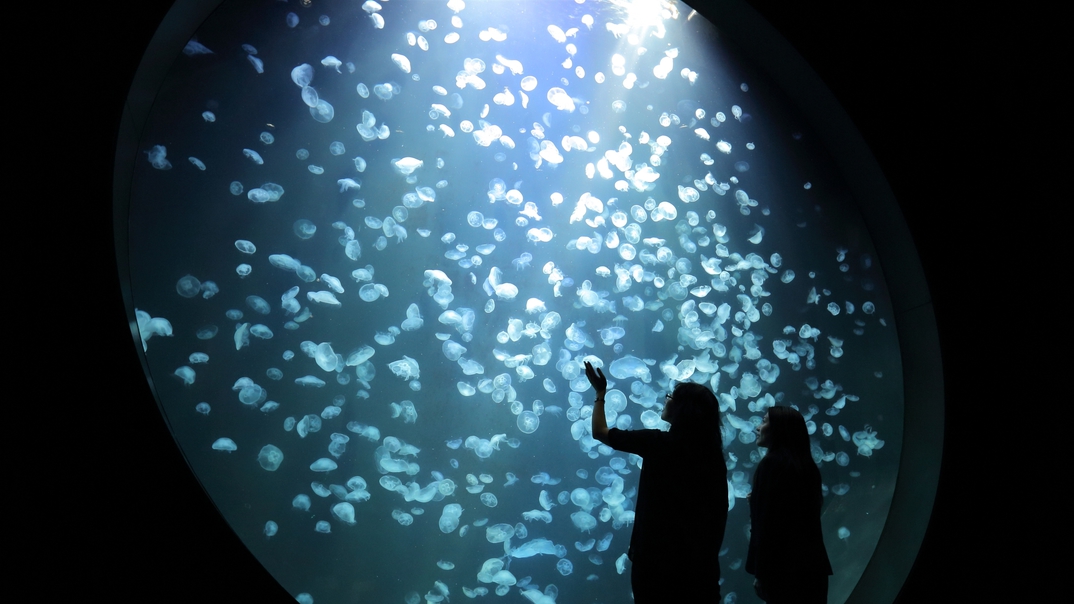 加茂水族館