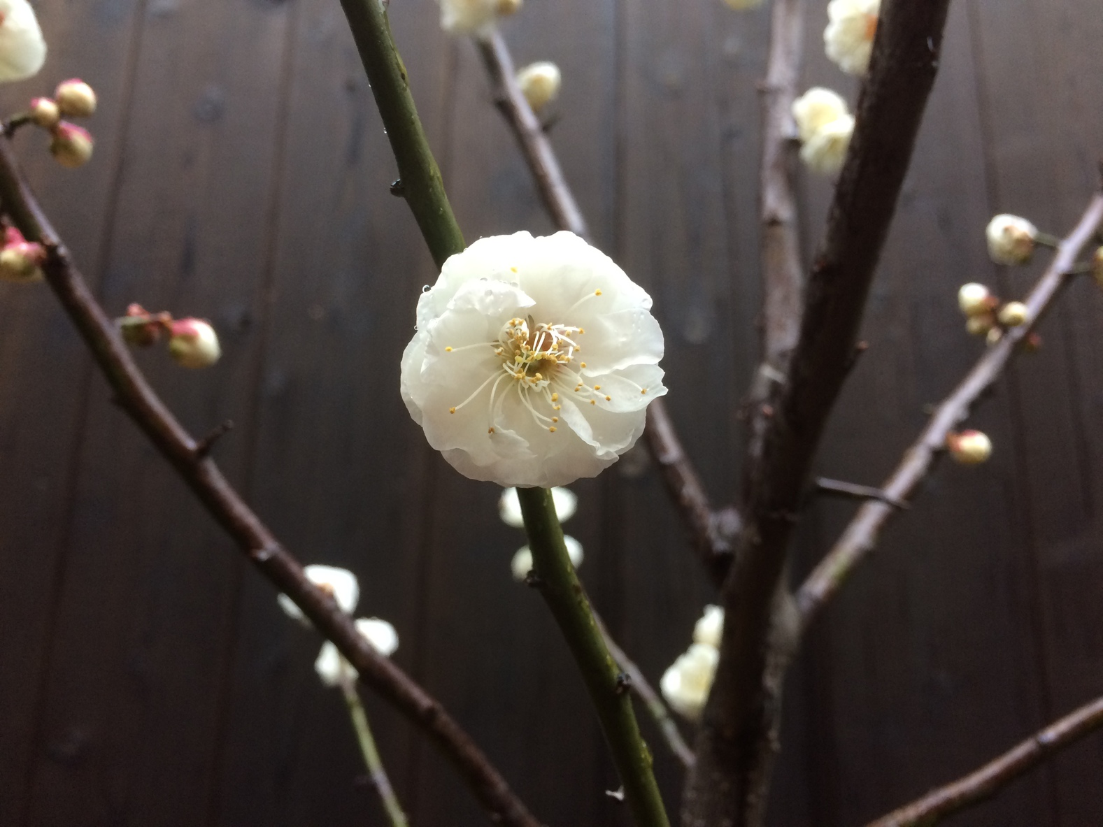 ２月末に咲き始めました！３月中旬までお庭の白梅をお楽しみください