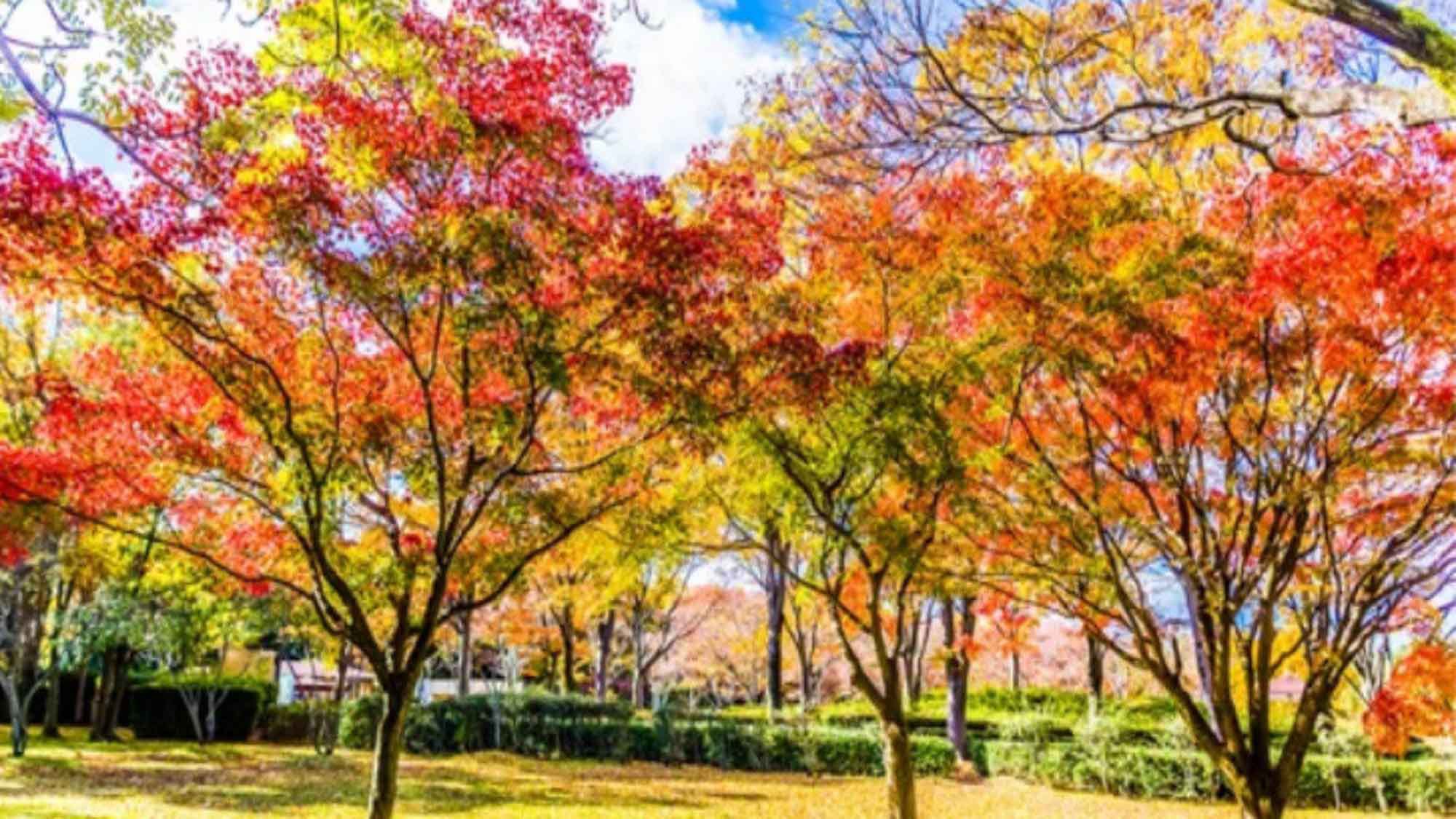 【万博記念公園】 四季折々の景色を楽しめます。